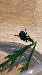 Palomena prasina