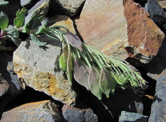 Pseudovesicaria digitata