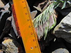 Pseudovesicaria digitata