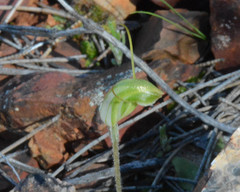Pterostylis setulosa