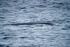 Balaenoptera physalus
