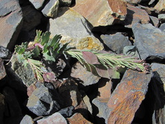 Pseudovesicaria digitata