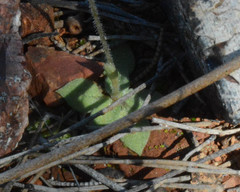 Pterostylis setulosa