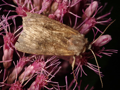 Noctua interposita