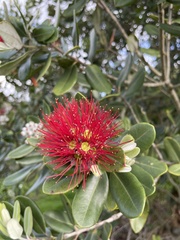 Metrosideros kermadecensis