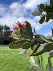 Metrosideros kermadecensis