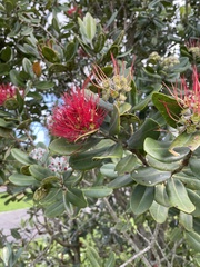 Metrosideros kermadecensis