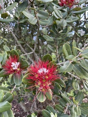 Metrosideros kermadecensis