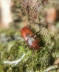 Metaxestus