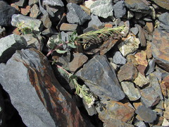 Pseudovesicaria digitata