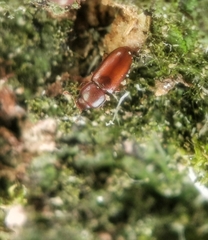 Metaxestus