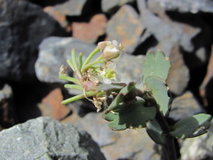 Pseudovesicaria digitata