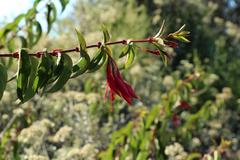 Fuchsia regia