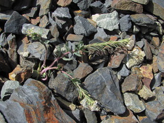 Pseudovesicaria digitata