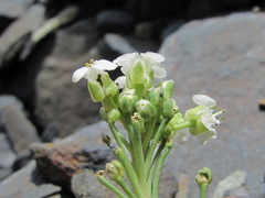 Pseudovesicaria digitata
