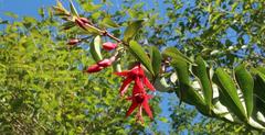 Fuchsia regia