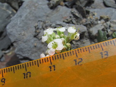 Pseudovesicaria digitata