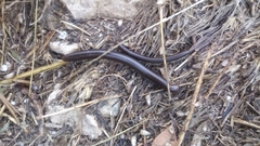 Pachyiulus flavipes