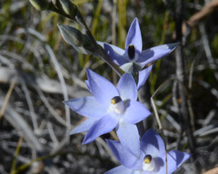 Thelymitra petrophila