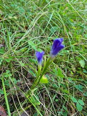 Gentianopsis ciliata