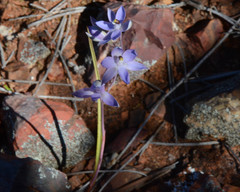 Thelymitra petrophila