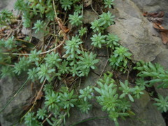 Sedum monregalense
