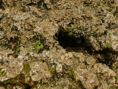 Cryptoblepharus africanus