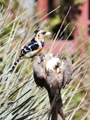 Trachyphonus vaillantii vaillantii