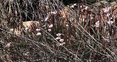 Pelargonium lanceolatum