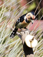 Trachyphonus vaillantii vaillantii