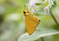 Cupitha purreea
