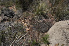 Pelargonium lanceolatum