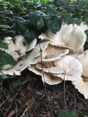 Aspropaxillus giganteus