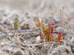 Microcnemum coralloides
