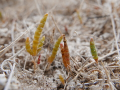 Microcnemum coralloides