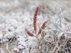 Microcnemum coralloides