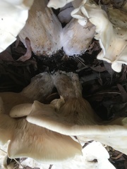 Aspropaxillus giganteus