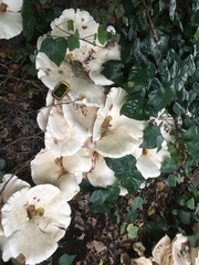 Aspropaxillus giganteus