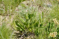 Helichrysum xerochrysum