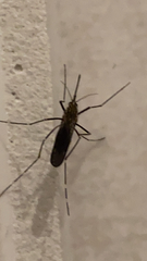 Aedes japonicus