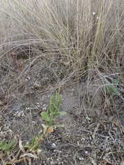 Gypsophila tomentosa