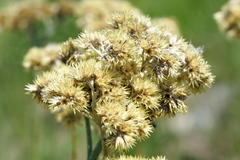 Helichrysum xerochrysum