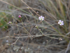 Gypsophila tomentosa