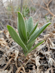 Gypsophila tomentosa