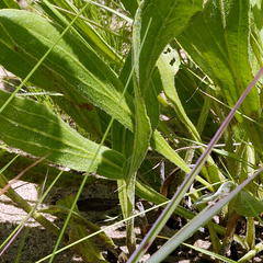 Helichrysum xerochrysum