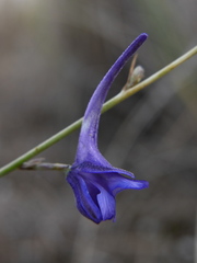 Delphinium gracile