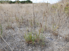 Plantago maritima maritima