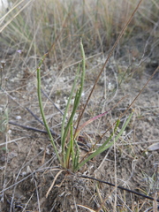 Plantago maritima maritima