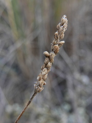 Plantago maritima maritima