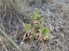 Gypsophila tomentosa
